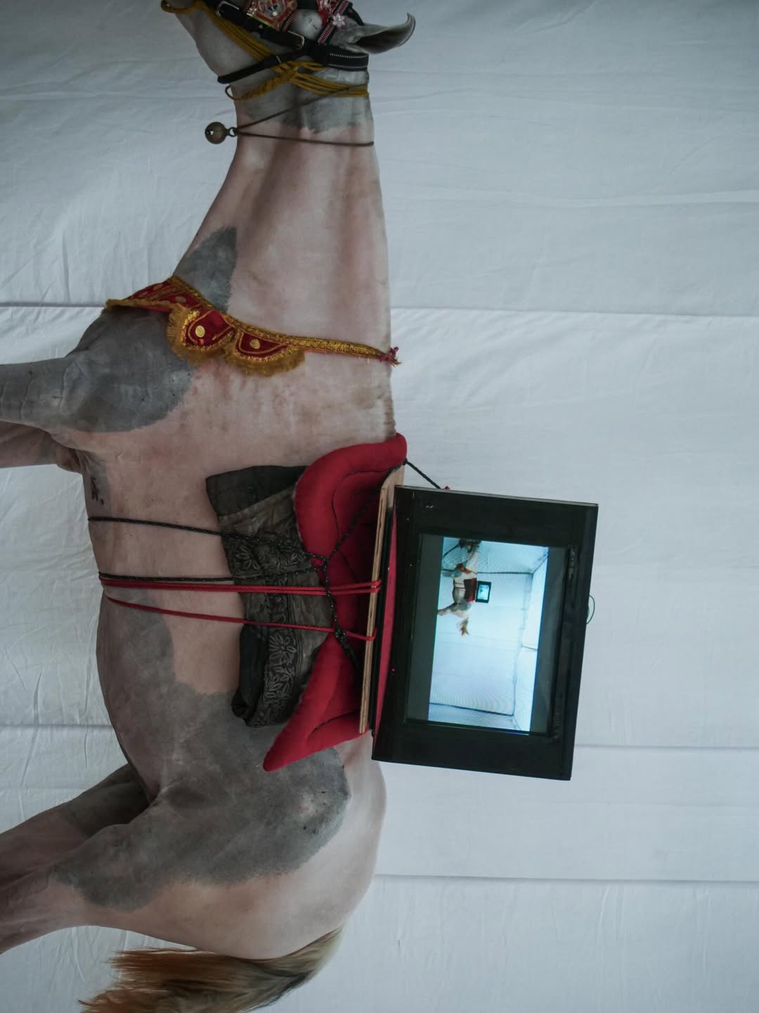 Drifting between planes through @tan_may_sax_ena ‘s captures, lingering in the space between the world we see and the world feel. 

“My work to me at this moment feels like a duality of two completely different yet complementary worlds. Collusion of fantasies with a factual veneer, an emotional commentary with a prominent thread of imagination running through. Mostly solitary, or in the company of other people or animals not very keen on talking, the subjects in my work are quiet, wandering, always captivated by what they observe and ponder about.”