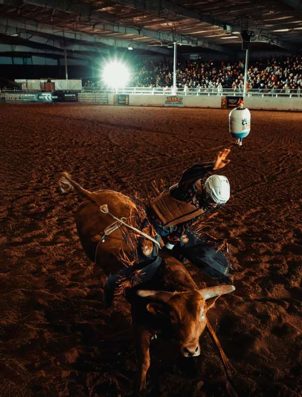 ‘My First Rodeo’, a project by Phoenix base...