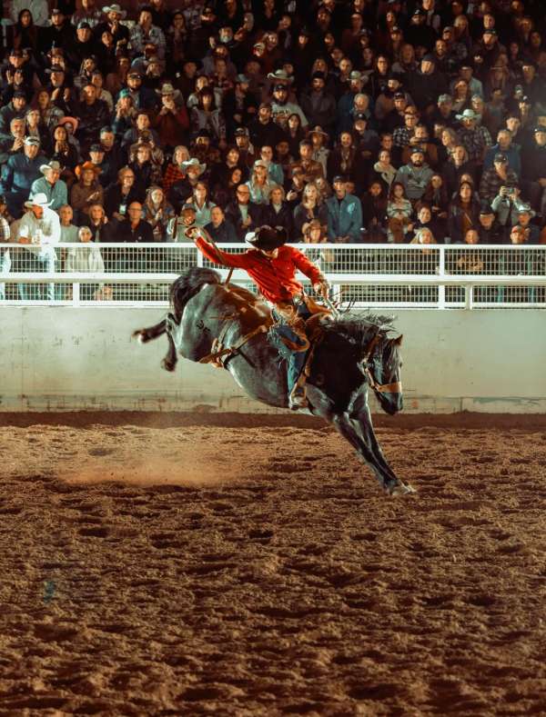 ‘My First Rodeo’, a project by Phoenix base...