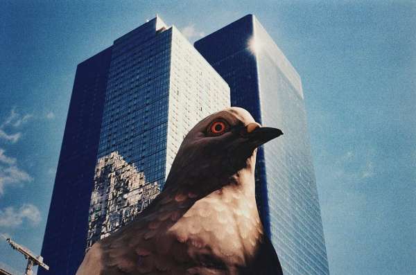 ‘Fly the Coop: New York Says Goodbye to Din...