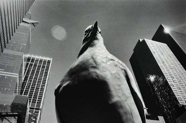 ‘Fly the Coop: New York Says Goodbye to Din...