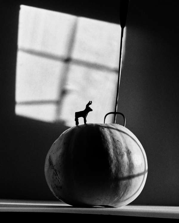 Jack Davison