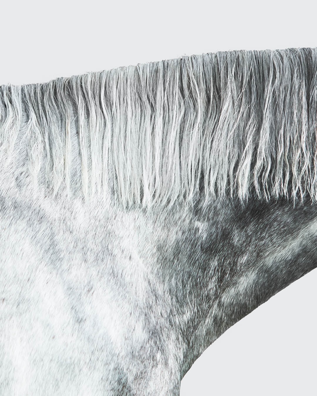 Daisy Walker X Totême Jan. 26