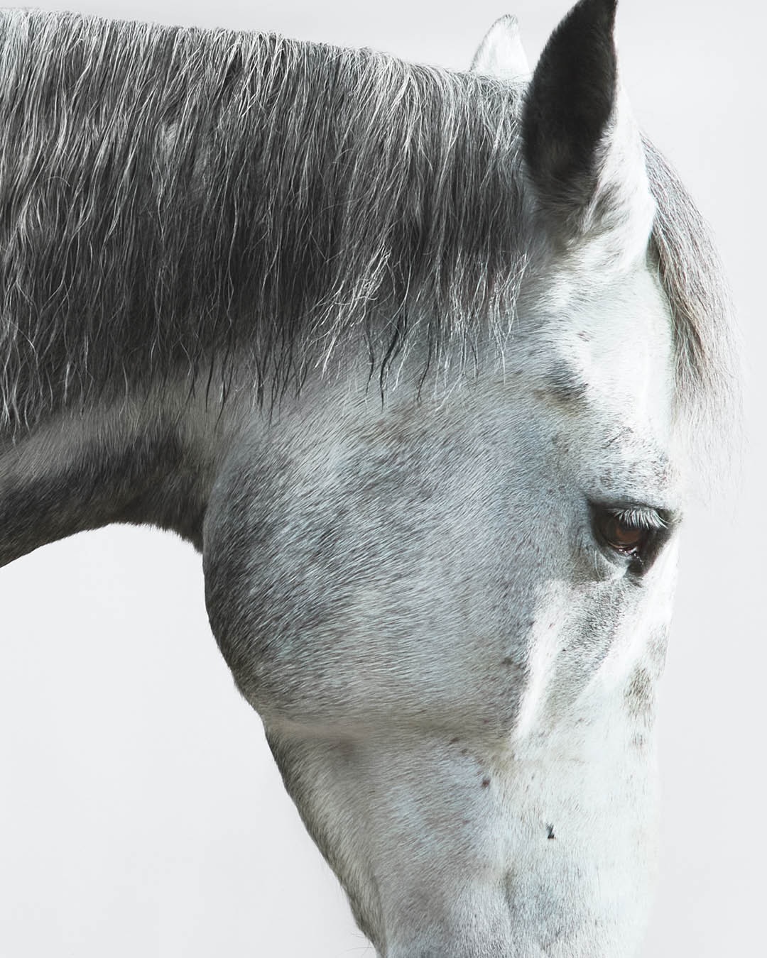 Daisy Walker X Totême