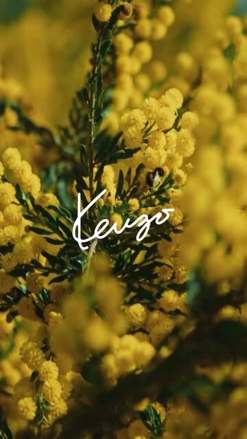 Andy Massaccesi X Kenzo Mar. 26