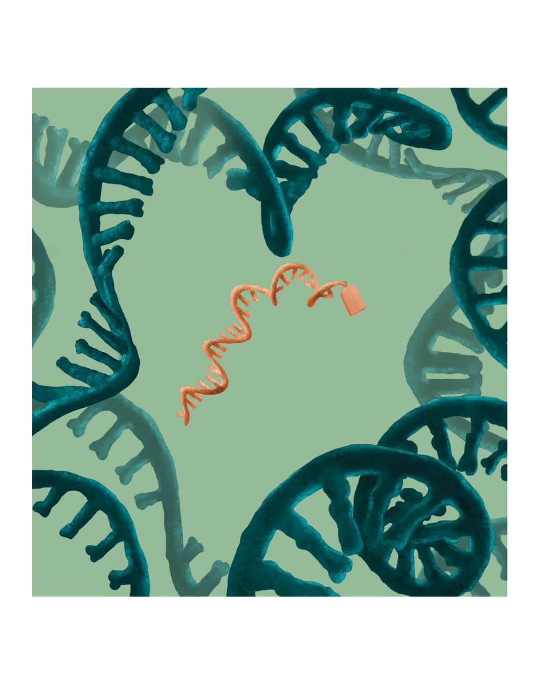 Grace Russell X Weill Cornell Medicine Nov. 25