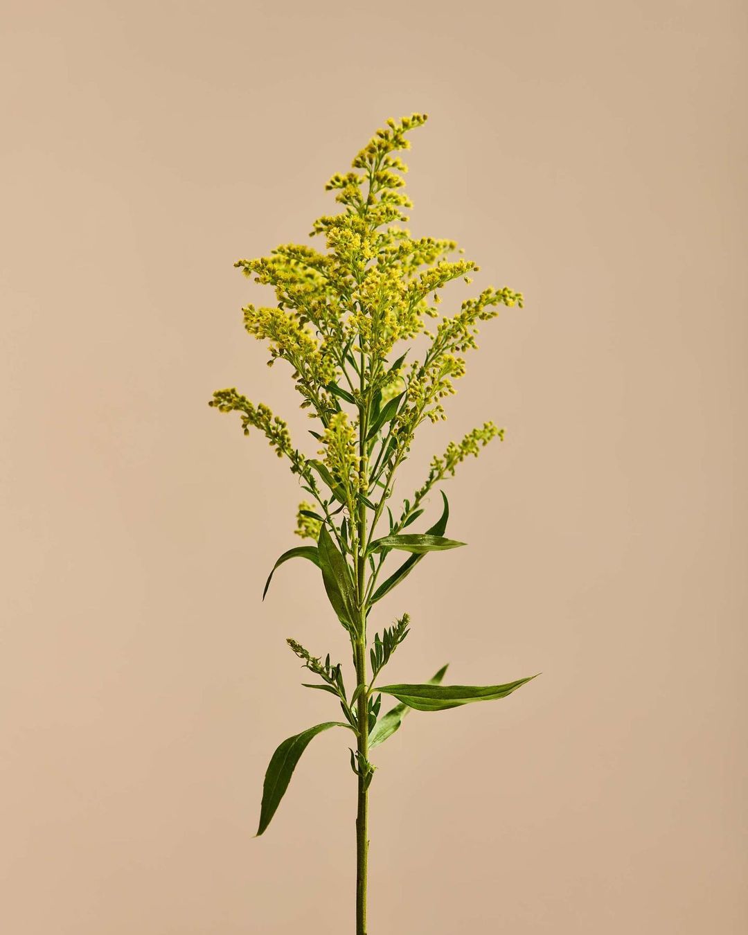 Casa Lumbre |  Jun. 23