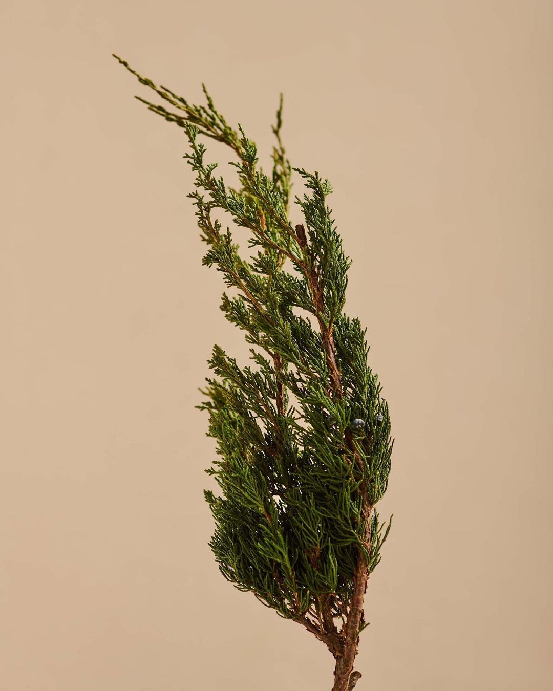 Casa Lumbre |  Jun. 23