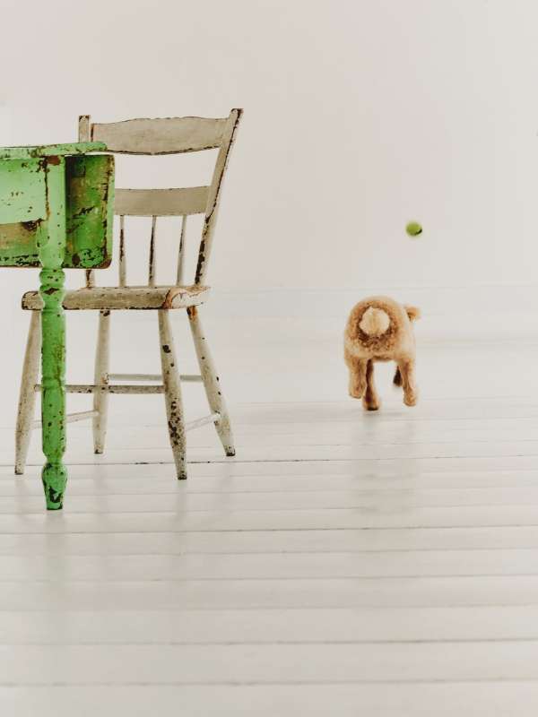 DOGUE cover for Vogue by @paulhempstead fea...