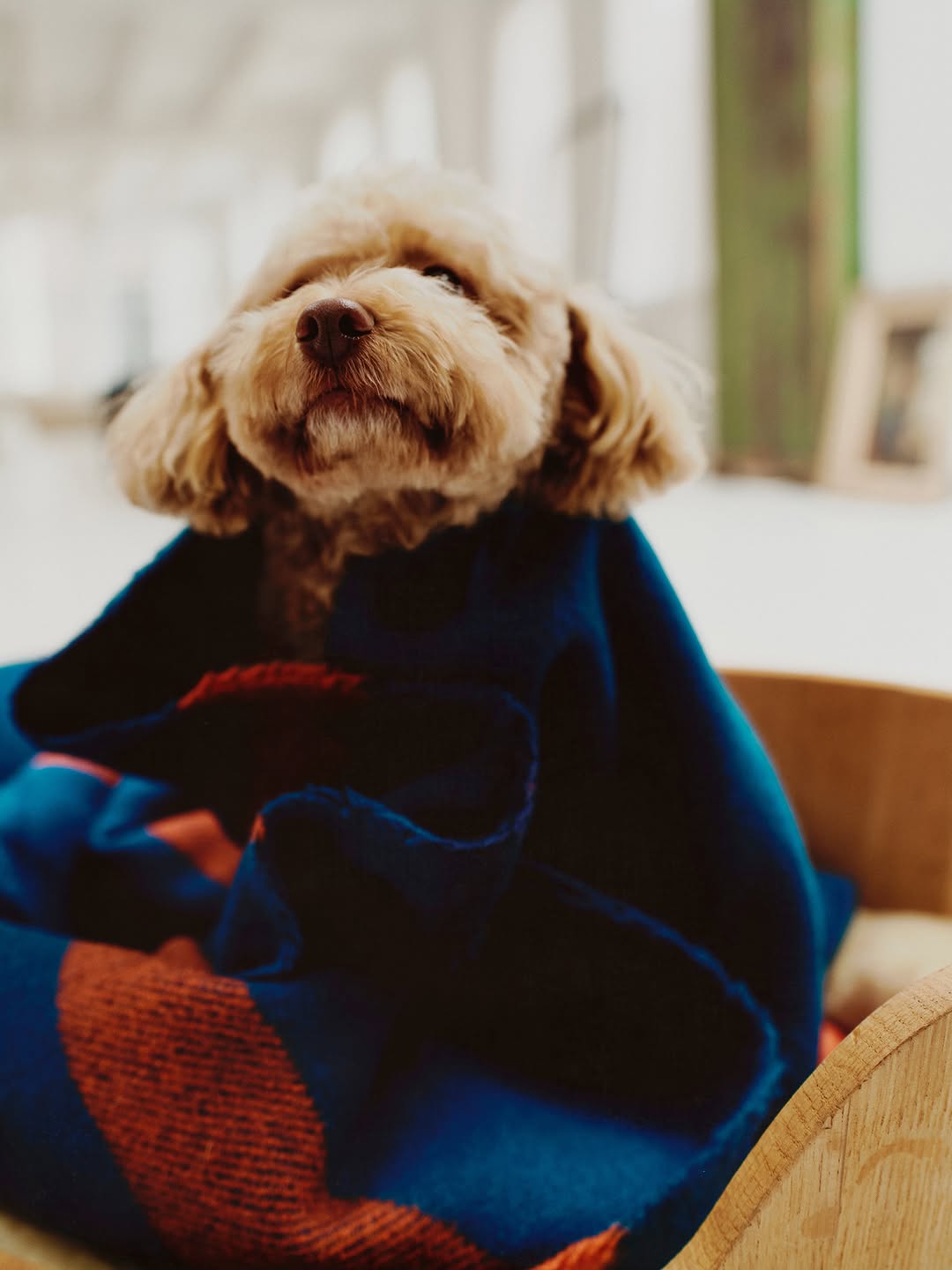 DOGUE cover for Vogue by @paulhempstead featuring ...