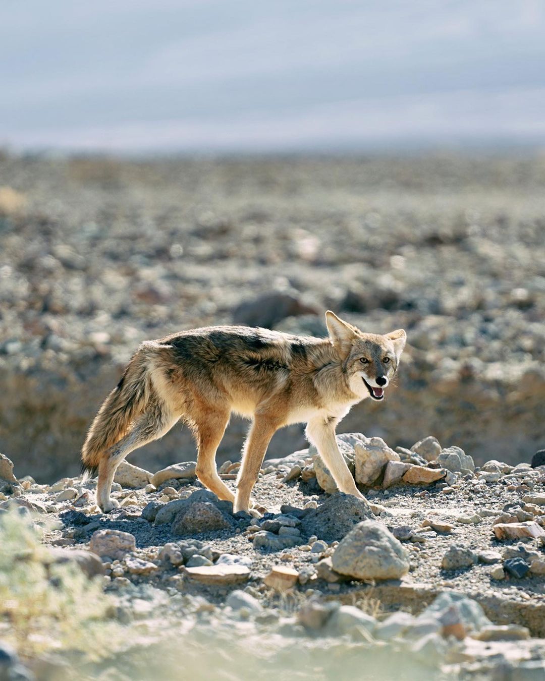 A Golden State |  Jul. 23