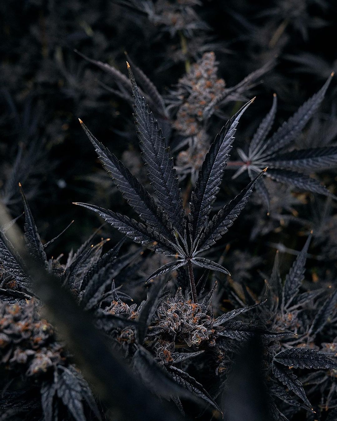 A Golden State |  Jul. 23