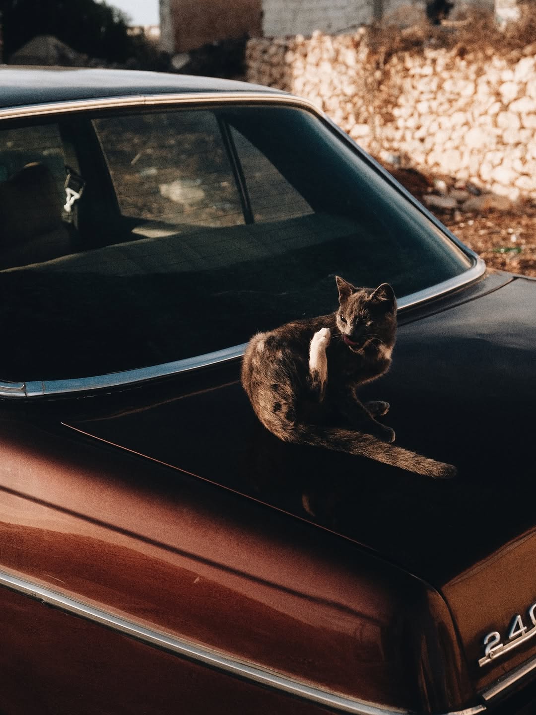 Julia Rogowska Nov. 25