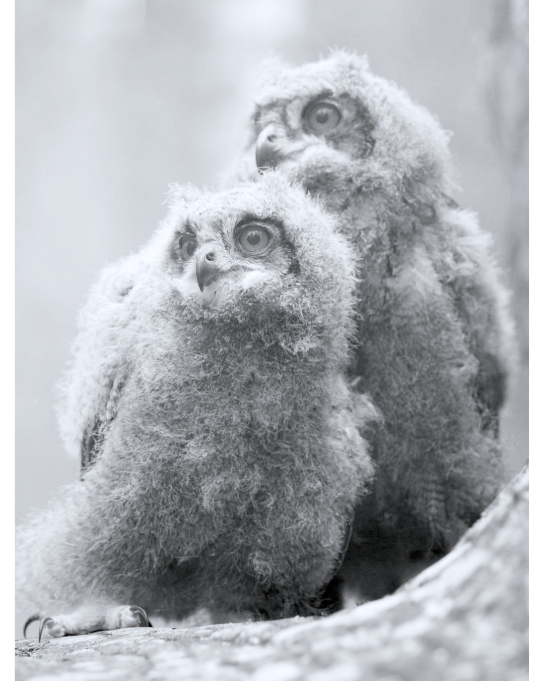 Olaf Wipperfurth Dec. 25