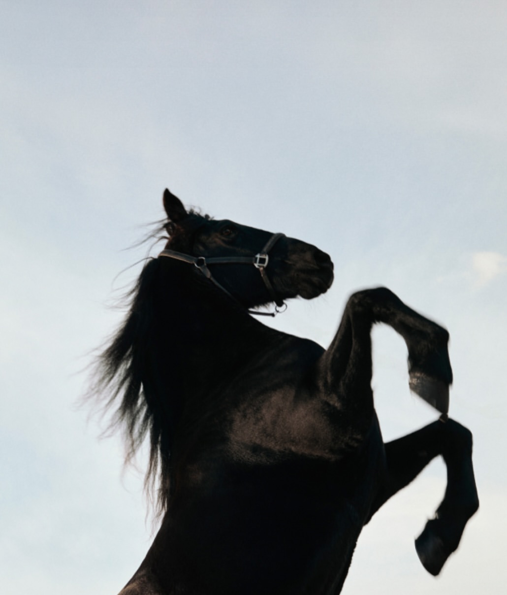 Year of the Horse, defined by motion and strength.