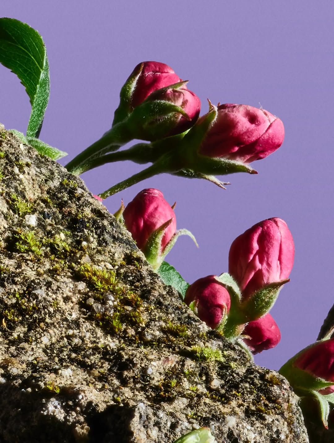 Paloma Rincon Mar. 26