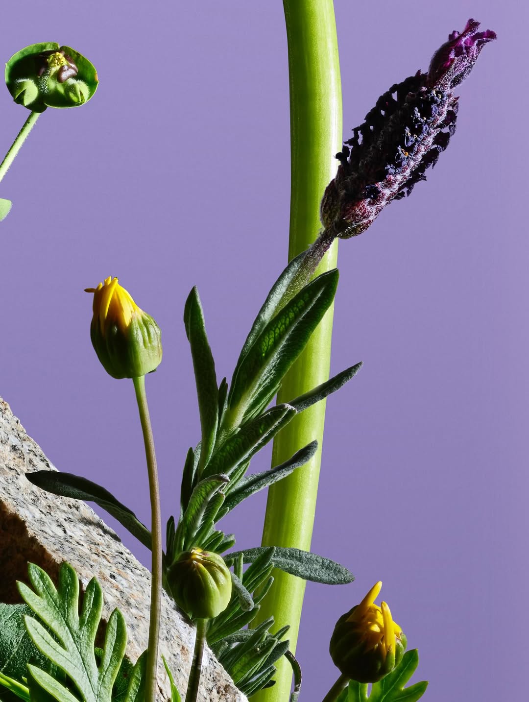 Paloma Rincon Mar. 26