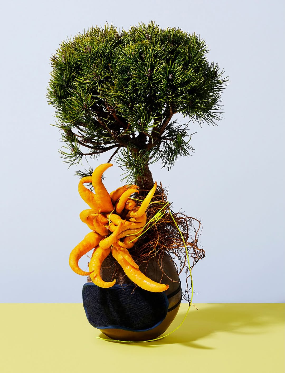 Paul Sirisalee X ANA Japanese Airline