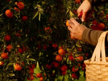 A Sociedade Rural |  Feb. 26