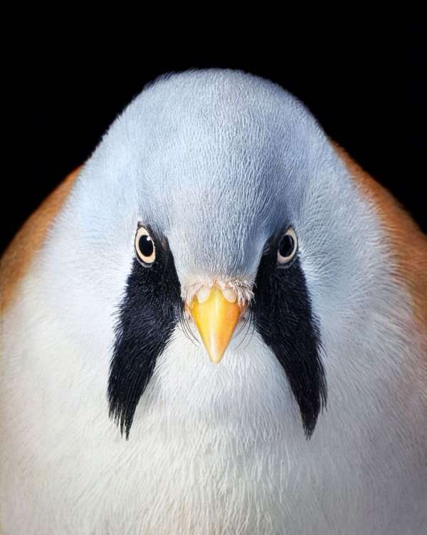 Tim Flach