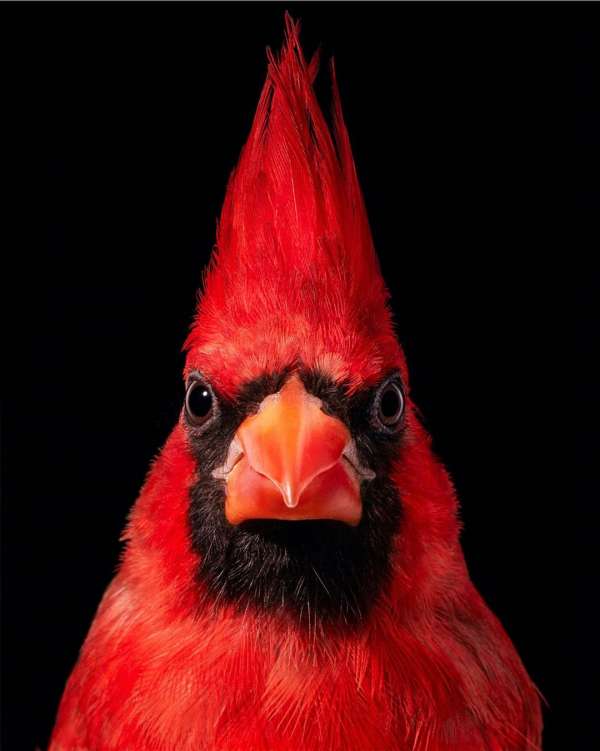 Tim Flach