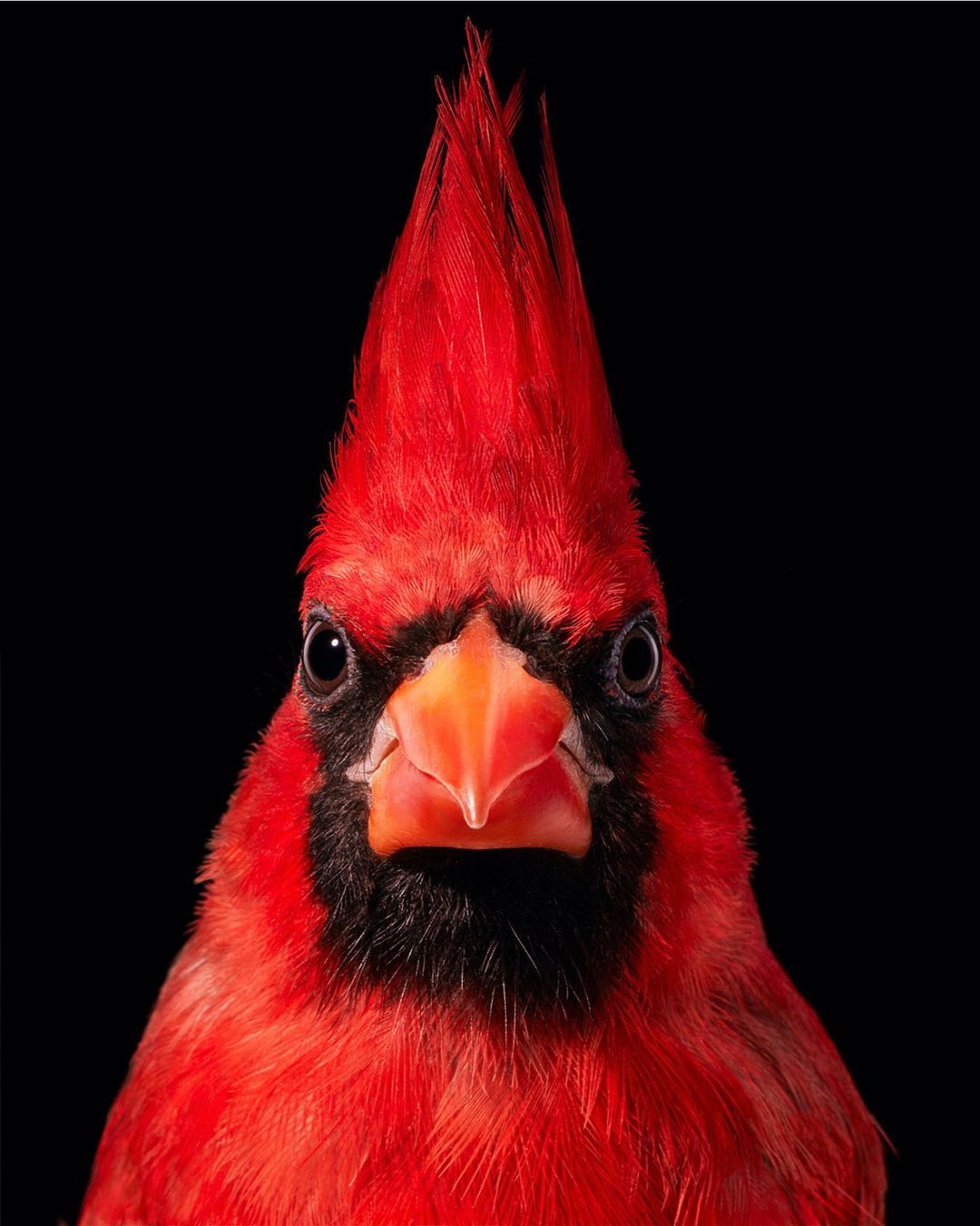 Tim Flach