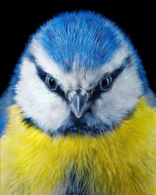 Tim Flach