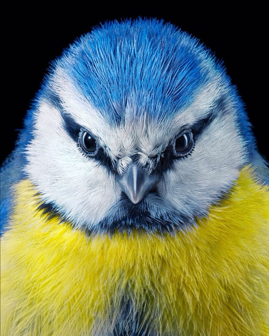 Tim Flach