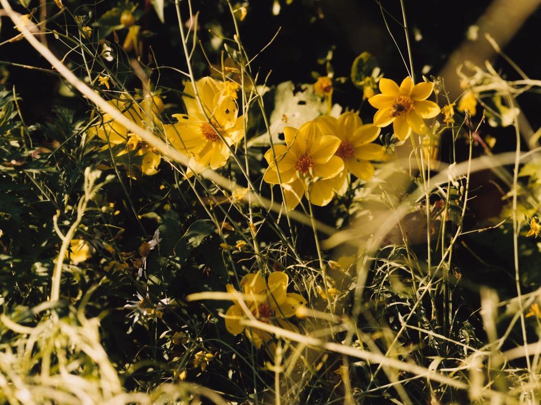 Alys Fowler |  May. 21