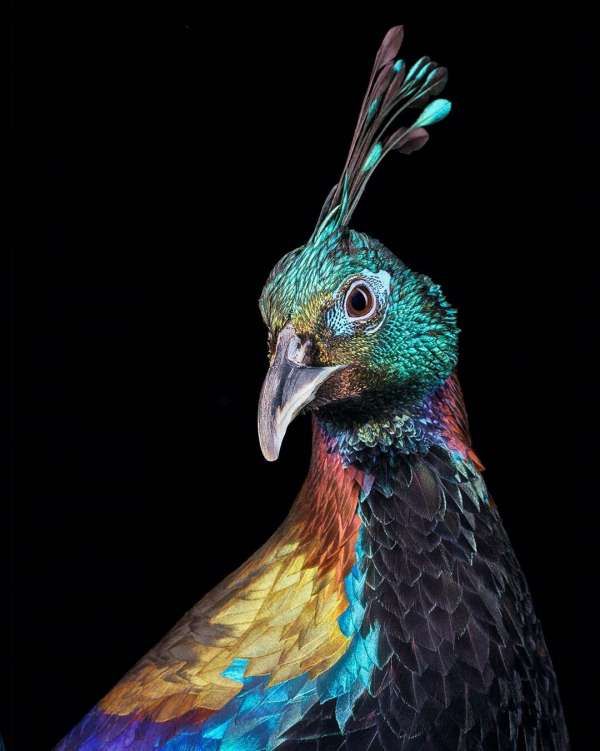 Tim Flach