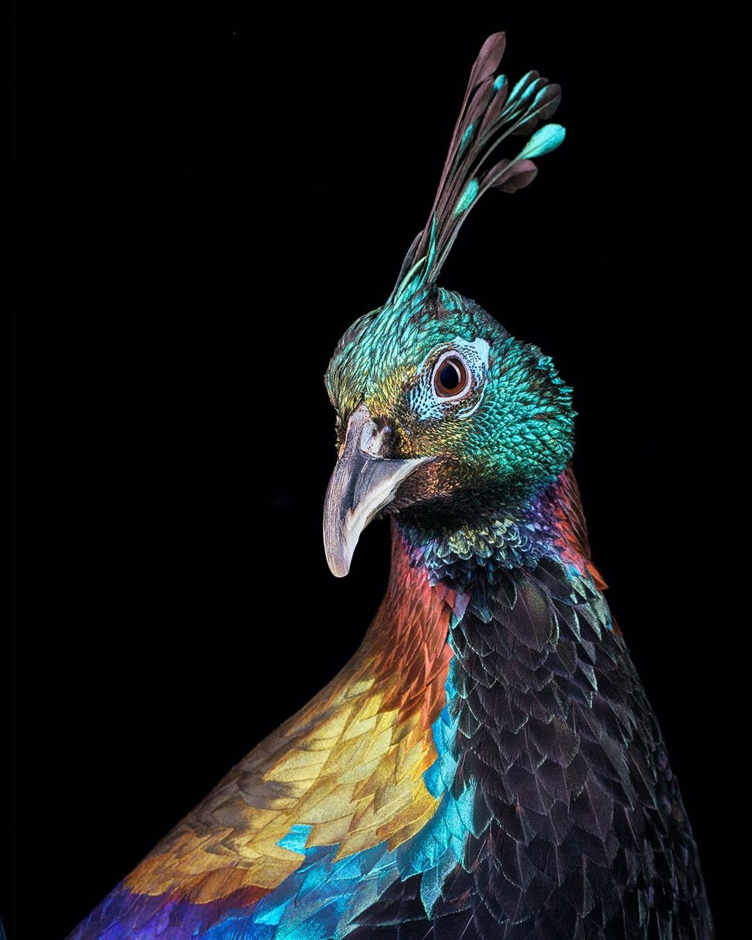 Tim Flach