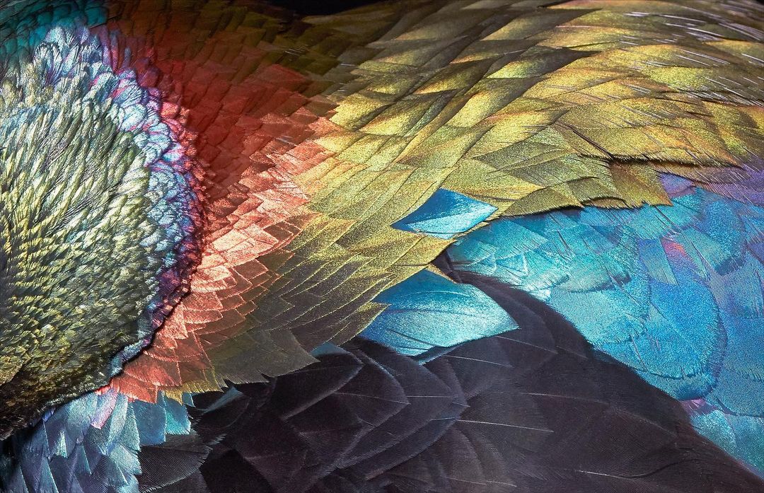 Tim Flach