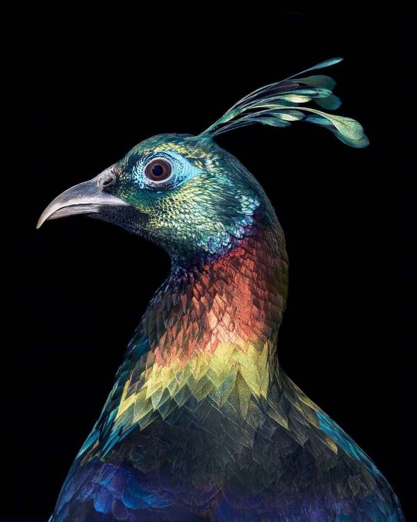 Tim Flach