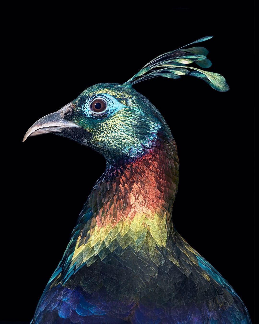 Tim Flach