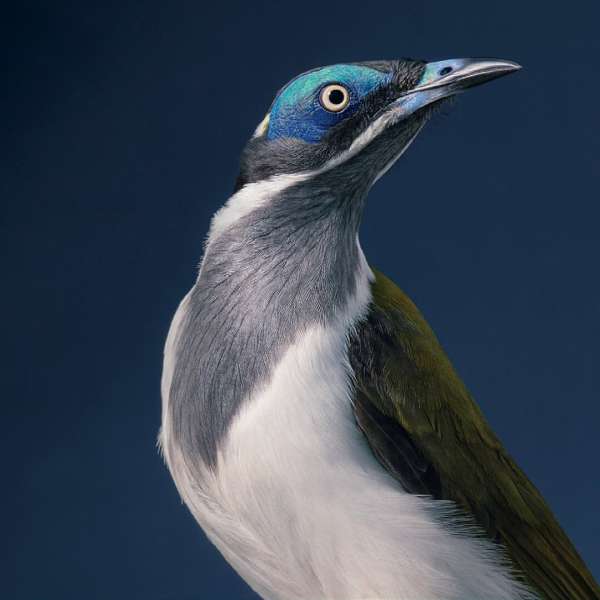 Tim Flach