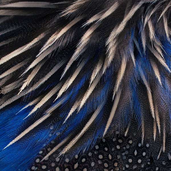 Tim Flach