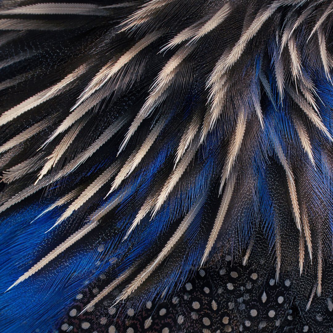 Tim Flach