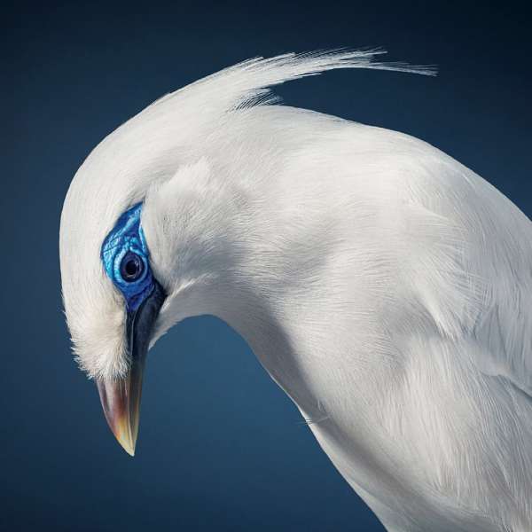 Tim Flach
