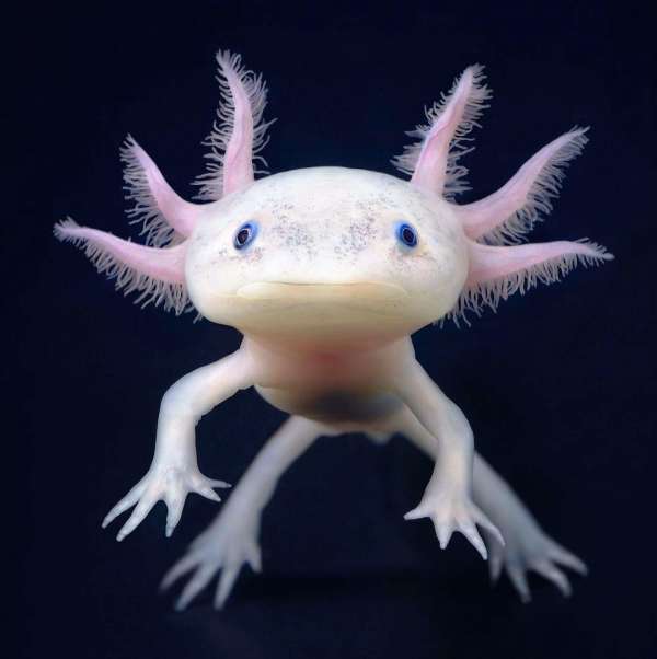 Tim Flach