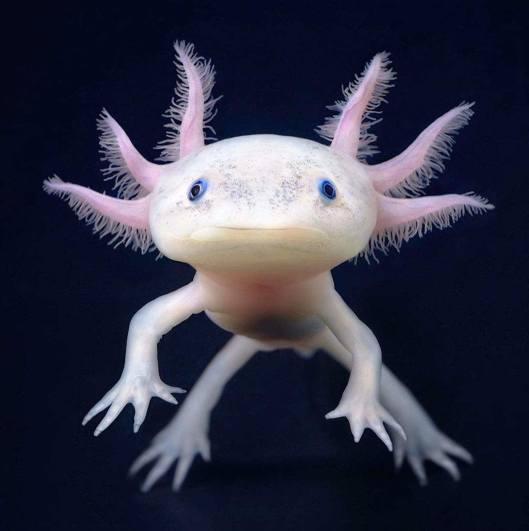 Tim Flach