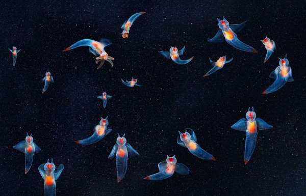 Tim Flach