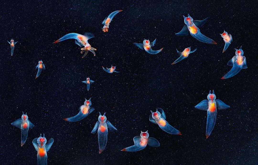 Tim Flach