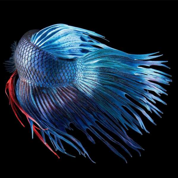 Tim Flach