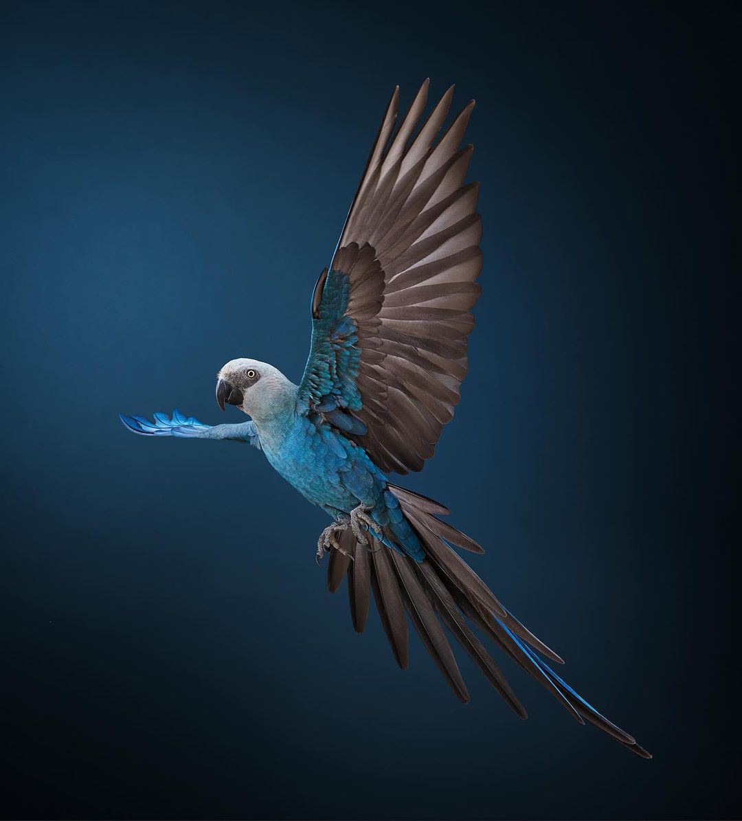 Tim Flach