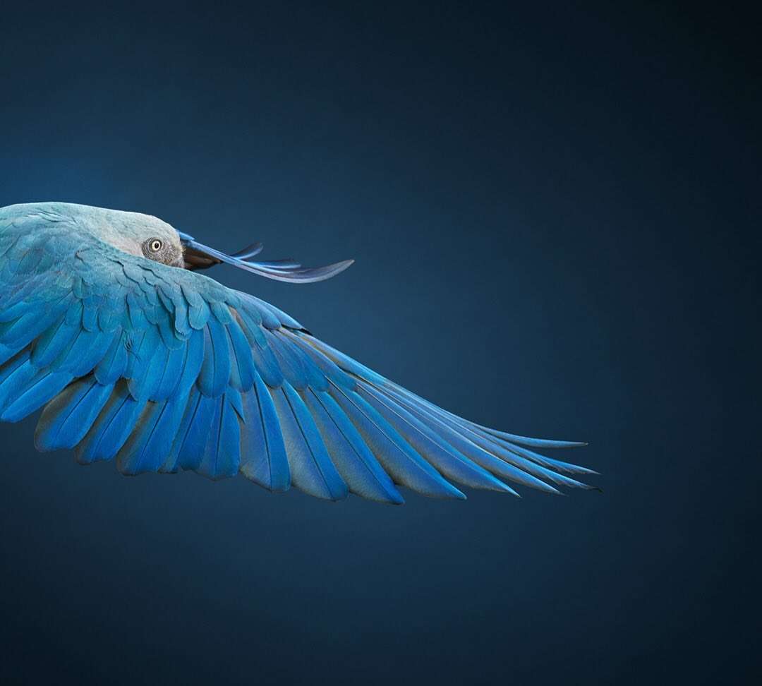 Tim Flach