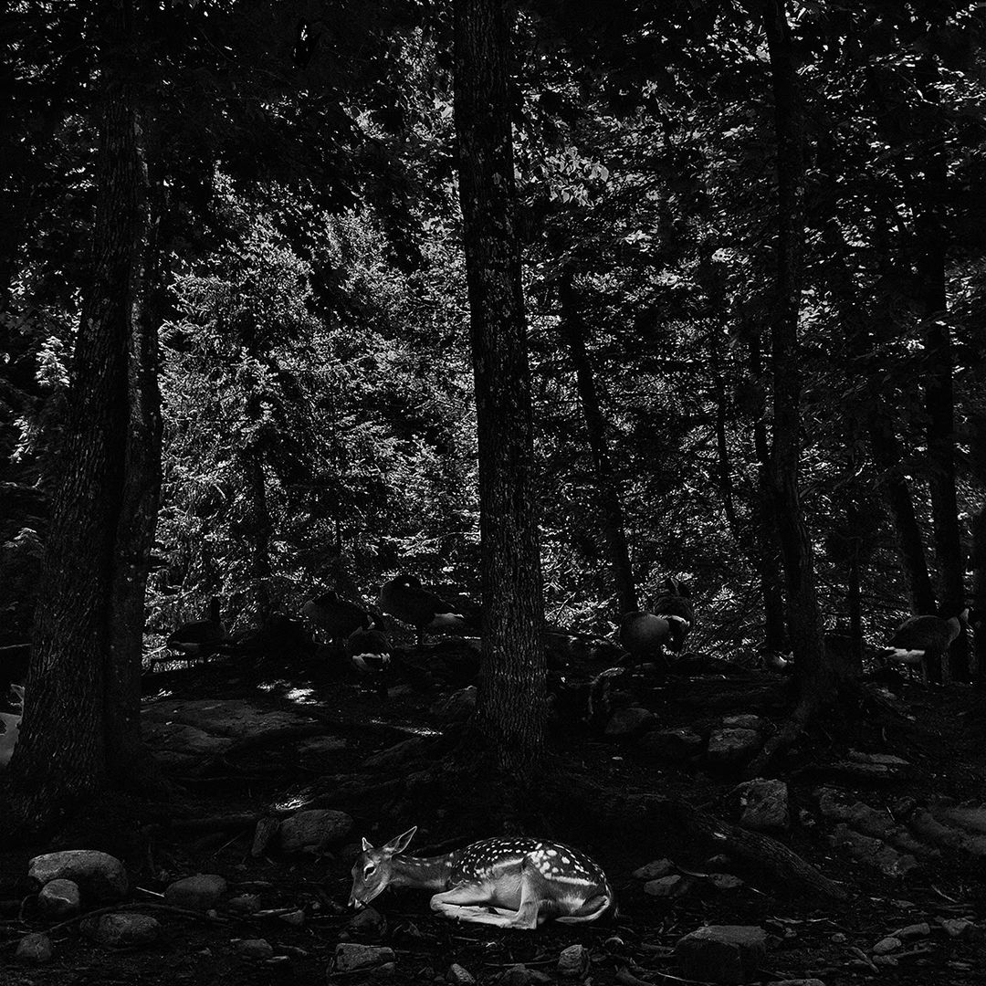 Jean-François Spricigo