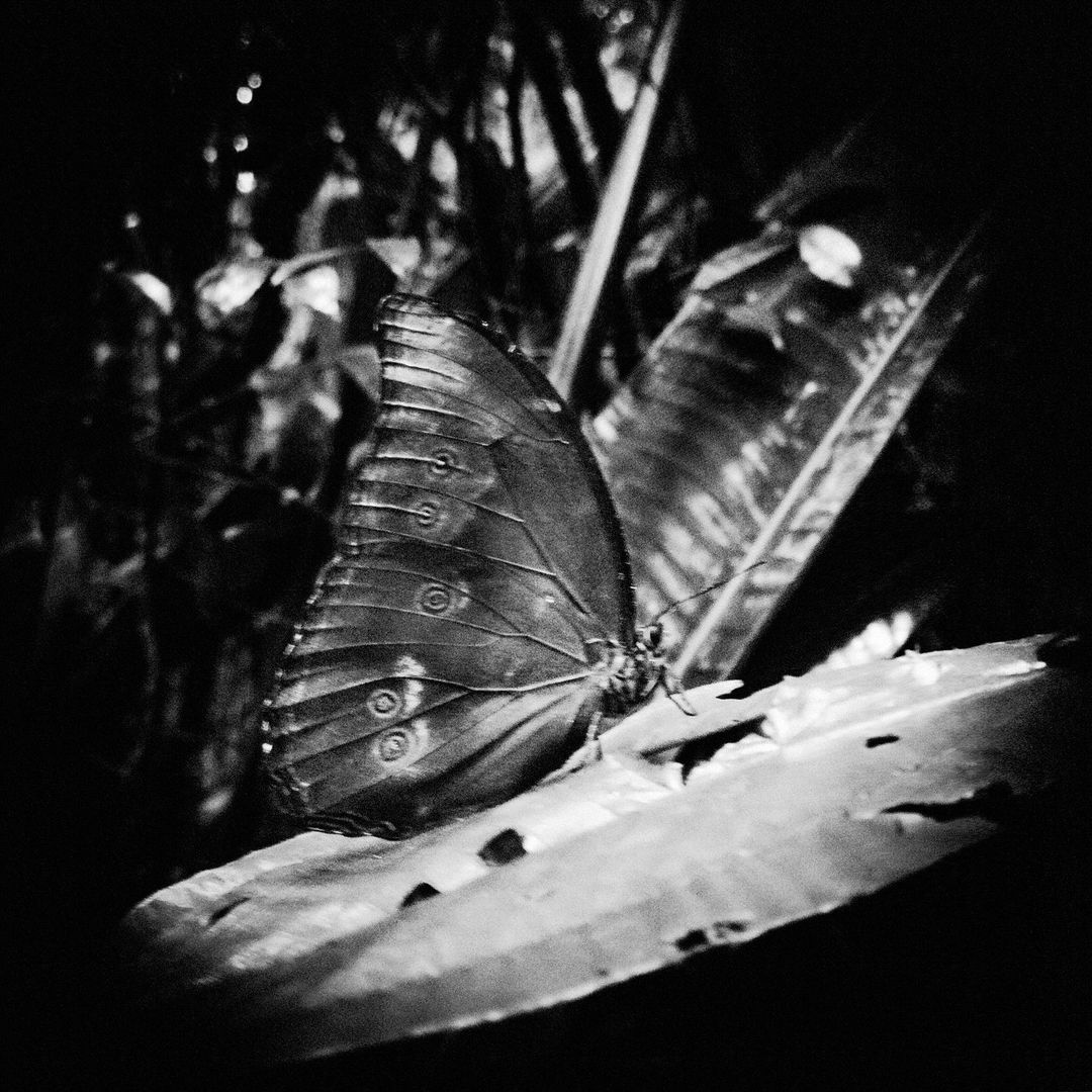 Jean-François Spricigo