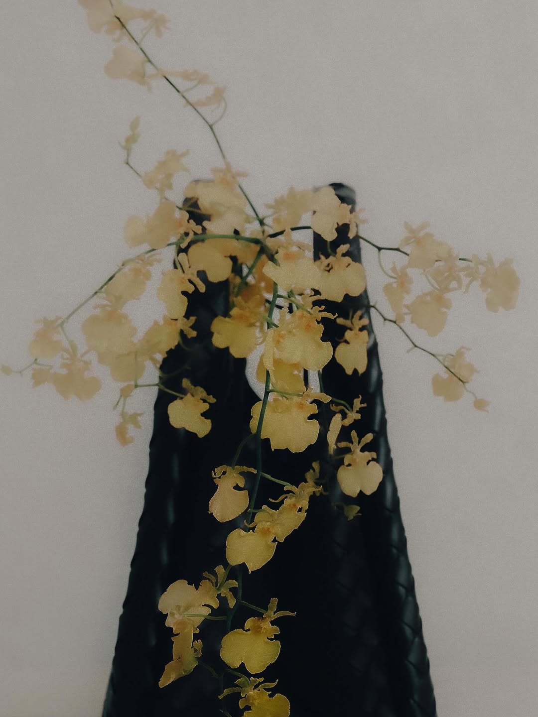 Plusia Roms X Bottega Veneta Oct. 25