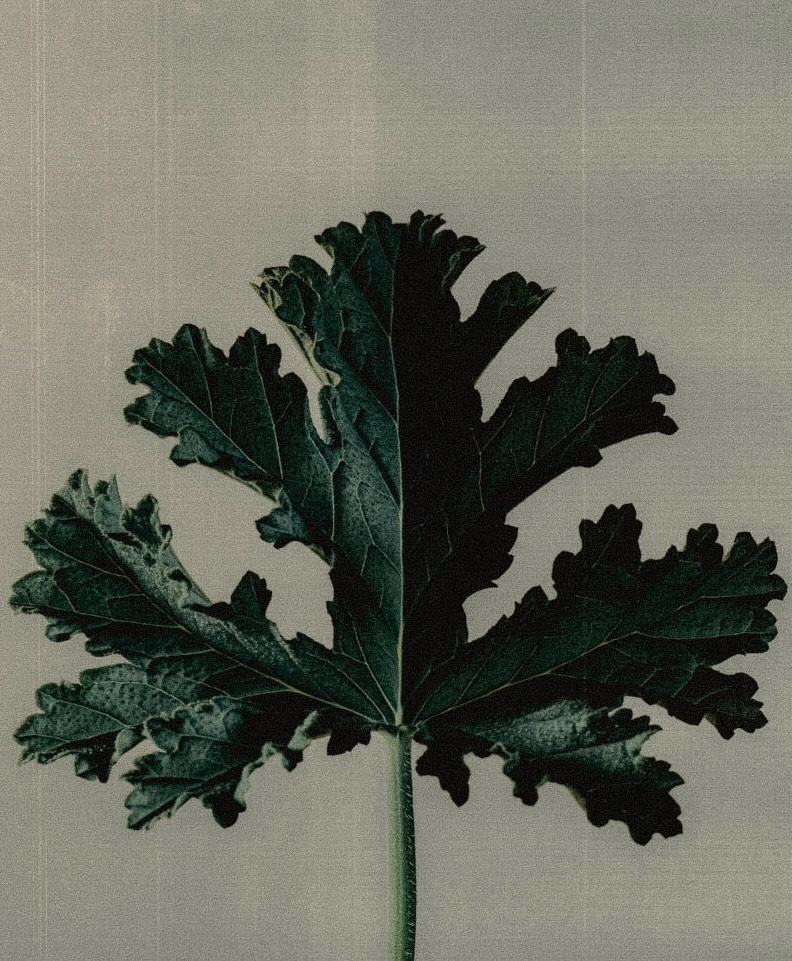 Plusia Roms X Aesop Jan. 26