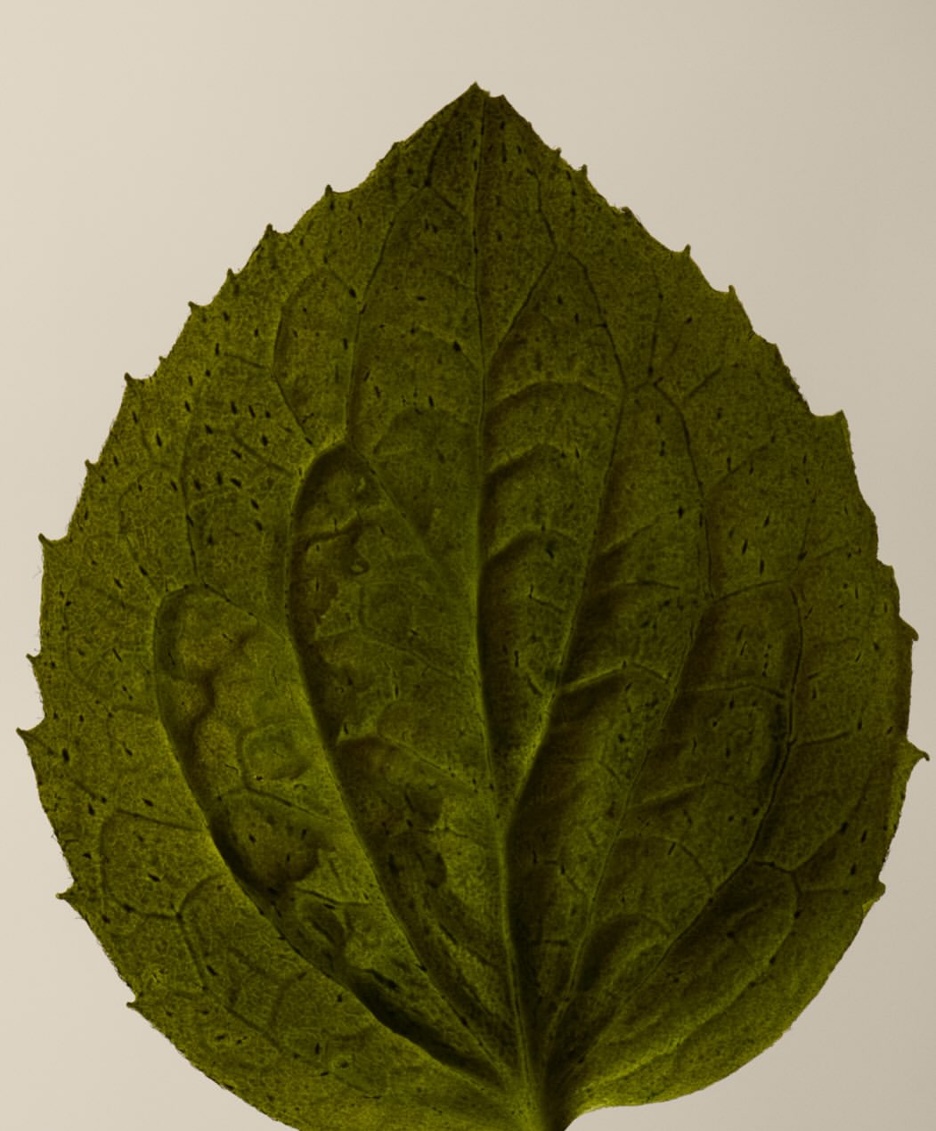 Plusia Roms X Aesop Feb. 26